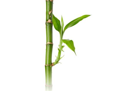 Bamboo Png