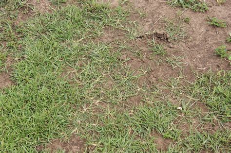 For more helpful information on how grass grows, see. AboveCapricorn: Zenith Zoysia Seed to Develop A New Oval ...