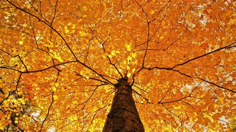 Maple Tree Orange Flowering Hd Wallpapers Hd Wallpapers Id 31501