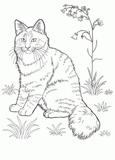 Cat coloring pages | print 100 pictures for free. Cat Coloring Pages for Adults - Best Coloring Pages For ...