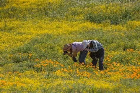 California Wildflowers Heavy Rains Create Best Display In Years