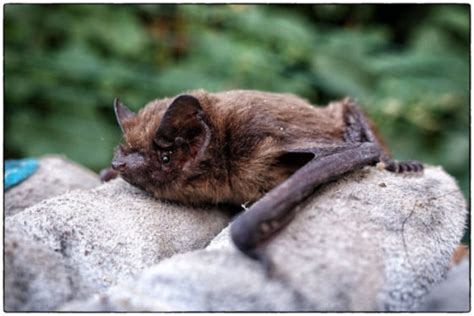 Common Pipistrelle Bat Virily