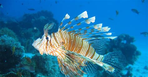 Musings of a Biologist and Dog Lover: Invasive Species: Red Lionfish