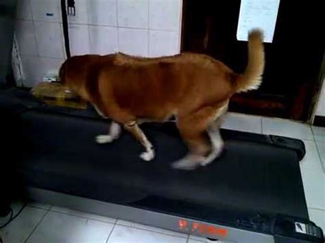 My name is fat dog. How to get a Fat dog to exercise on treadmill!!! Hide food ...