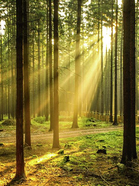 Sun Rays Shining Through Forest Digital Art By Petr Polak Pixels