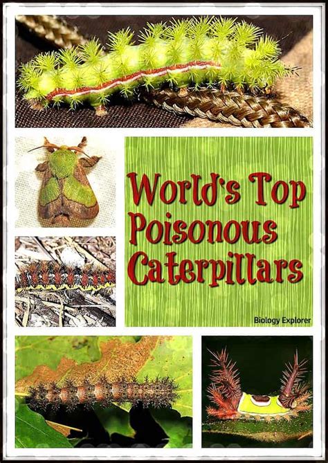 Worlds Top 15 Poisonous Caterpillars Venomous Caterpillars