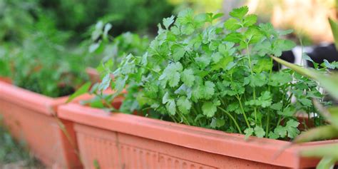 How To Grow Cilantro At Home Garden Beds