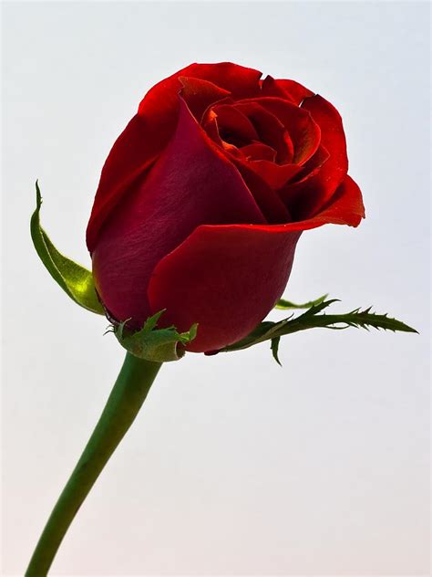 Single Red Rose Nikonites Gallery