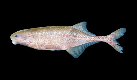 A New Fish Species Speaks In Electric Shocks Species Fish Electric