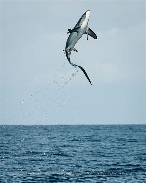 Thresher Shark Jumping High Photo By Ah360 Photography