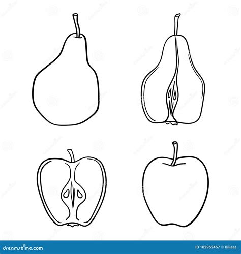 Apples And Pears On White Background Stock Vector Illustration Of