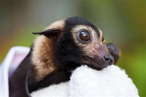 Suzys Animals Of The World Blog The Spectacled Flying Fox