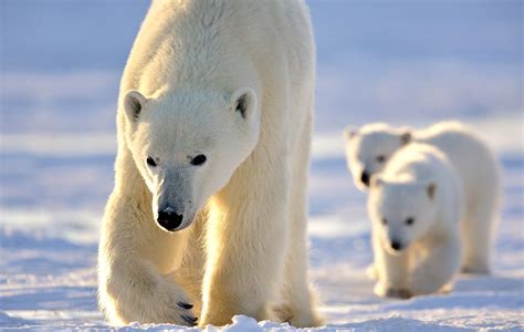 Arctic Kingdom Arctic Adventures Safaris And Guided Polar Bear Tours