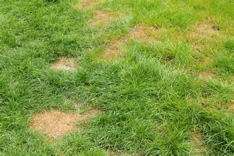 How To Fix Brown Patches In Your Lawn Prim Mart