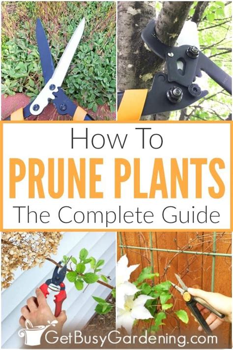 Theres No Need To Feel Intimidated By Pruning Plants In Your Garden