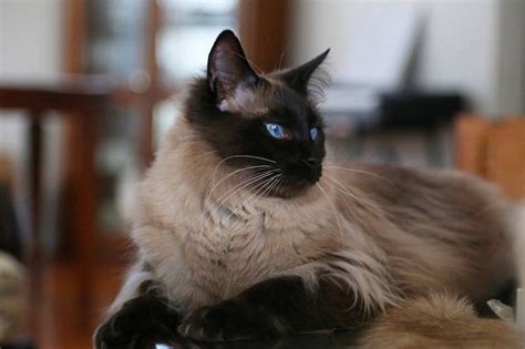 Balinese Cat Price Range Balinese Kittens For Sale Cost From Breeders