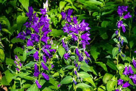 Purple Wildflowers In Bloom In Steamboat Springs Colorado Stock Photo