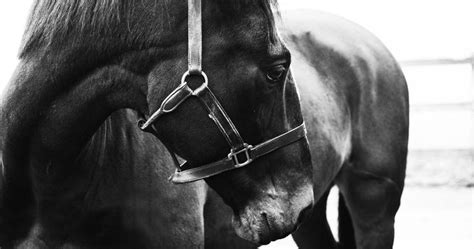 Horse Portrait Close Up Horse Photography Horse Portrait Horses