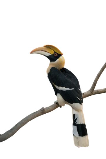 Great Hornbill Isolated On White Background Horn Nature Hornbill