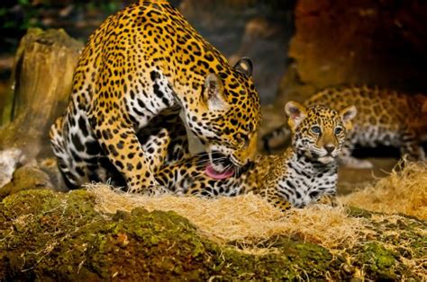 Jaguar Cubs — Stock Photo © Kwiktor 20614051