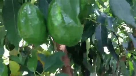 For starters, repotting the plant is a good idea. Holiday Avocado growing in South Florida Part I - YouTube