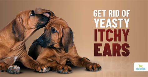 Dog Ear Yeast Infections Causes And Solutions Dogs Naturally