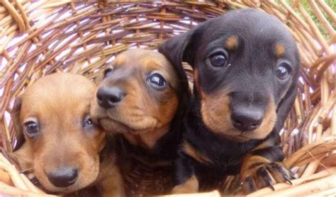 We look forward to hearing from you, dachshund rescue of bucks county & nj. Miniature Dachshund Rescue Ohio | petswithlove.us