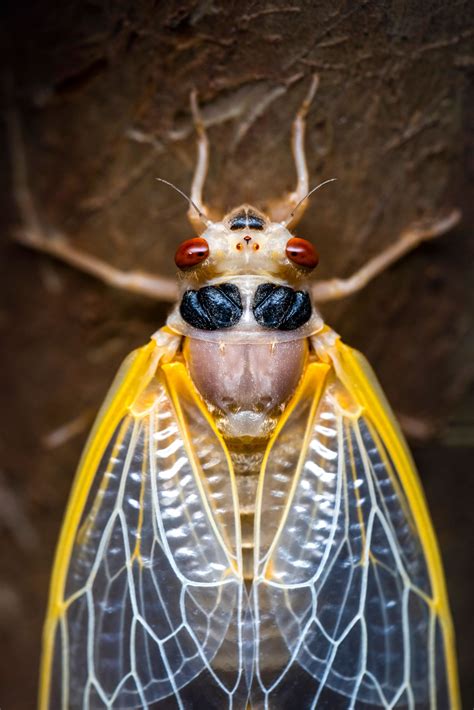 Cicada Cicadas Fall Prey To A Psychedelic Producing Fungus That Makes
