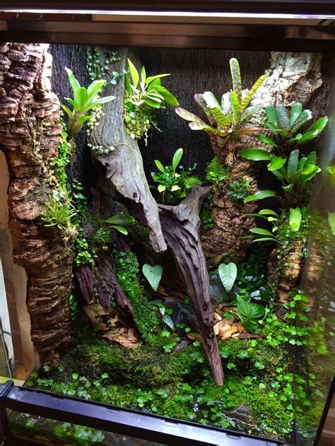 Image Result For Crested Gecko Vivarium Reptile Terrarium Frog