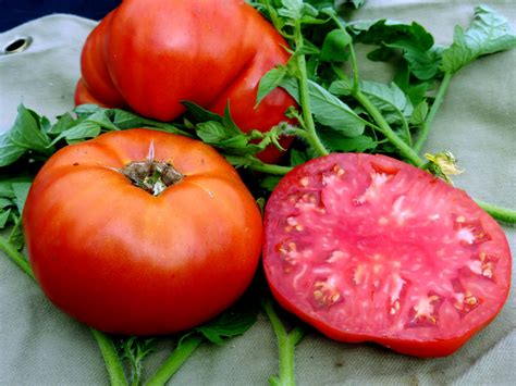 Super Choice Tomato, 0.16 g : Southern Exposure Seed Exchange, Saving ...