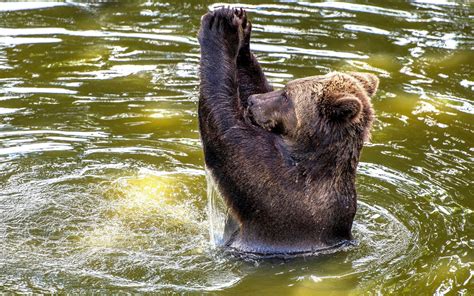 Brown Bear Bears Animals Water Ripples Hd Wallpaper Wallpaper Flare