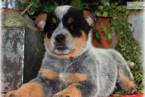 ( 4.7) out of 5 stars. Grace: Australian Cattle Dog/Blue Heeler puppy for sale ...