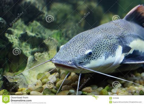 Changes in air temperature and elevation could cause the air inside the. Cat-fish stock photo. Image of tropical, nature, catfish ...
