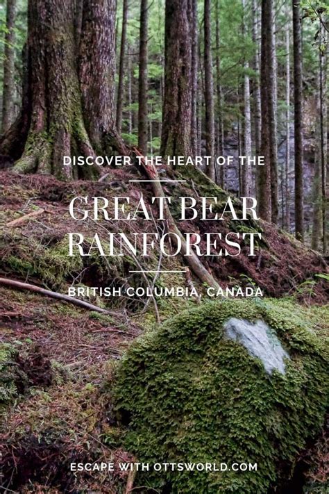Go To The Great Bear Rainforest In British Columbia Canada To Have A