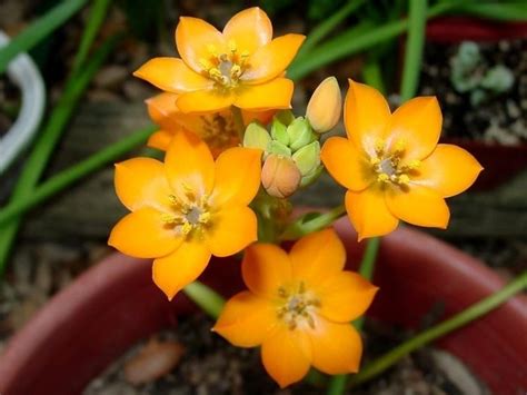 Fiori bianchi con centro giallo : Bulbi fiori - Bulbi - Bulbi fioritura estiva