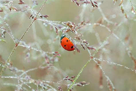 Spring Ladybug Stock Image Image Of Wetness Ladybug Green 686665