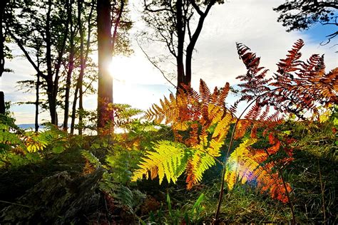 Der herr des waldes | bild: Der Glanz des Waldes... Foto & Bild | natur, motive Bilder ...