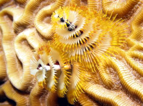 Christmas Tree Worm Spirobranchus Giganteus Grand Cayman Photo 6