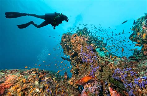 Paradise island resort & spa. Buceo en Maldivas: conoce su fantástico mundo submarino ...