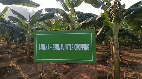 Organic Farming Intercropping Banana With Brinjal Gibs Giet