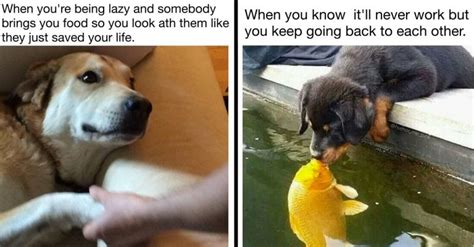 10 Doggo Memes That Perfectly Depicts Your Love Life