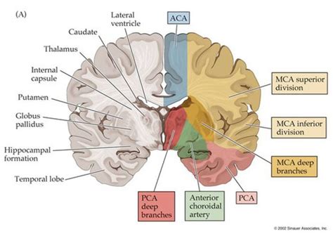 Cortical Function Areas Flashcards Quizlet