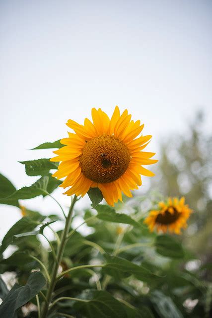 Backyard Sunflowers Michael Kanemoto Flickr