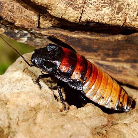 Likewise, it won't be able to find and drink water, so it will die of dehydration. Roaches - Cockroaches - Roach Infestation - Select ...
