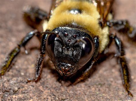 12 Carpenter Bee Facts You Probably Didnt Learn In School