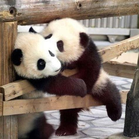 Kiss Kiss Panda Love Panda Panda Bear