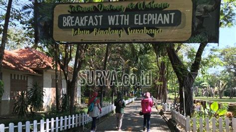 Hello guys kali ini aku jalan jalan ke kebun binatang taman safari indonesia yang ada di bogor. Kebun Binatang Surabaya Dibuka Kembali Hari Ini ...