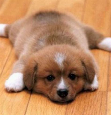 Süße baby hunde süße hunde welpen hundewelpen tiere hund süße tiere bilder hunde fotos boo hund kleine hunde niedliche. Wie heißt diese süße Hunderasse? (Hund, Name)