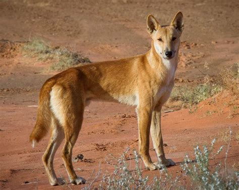 A Dingo In The Central Australia Our Planet