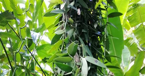 Sekarang tiada yang mustahil jika kita mencuba menanam apa jua pokok dengan rasa kecintaan. akuyangakut.blogspot : Dah bertahun Pokok Vanilla ini ...